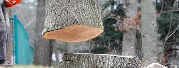 Best Fruit Tree Pruning  in Silver Firs, WA