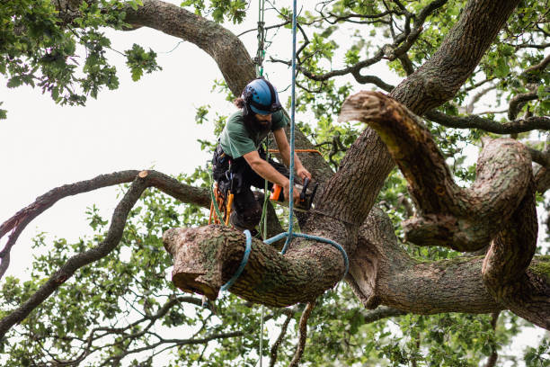 Silver Firs, WA Tree Care Company
