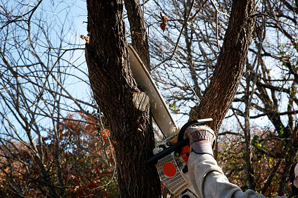 Best Aeration Services  in Silver Firs, WA