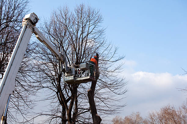 Best Tree Maintenance Programs  in Silver Firs, WA