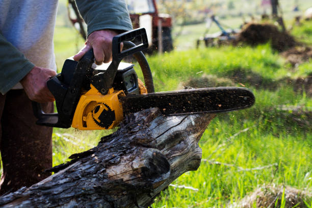 How Our Tree Care Process Works  in  Silver Firs, WA
