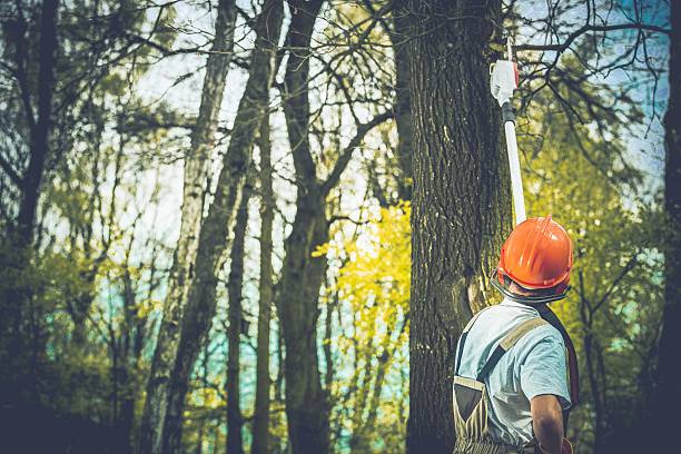 Best Arborist Consultation Services  in Silver Firs, WA