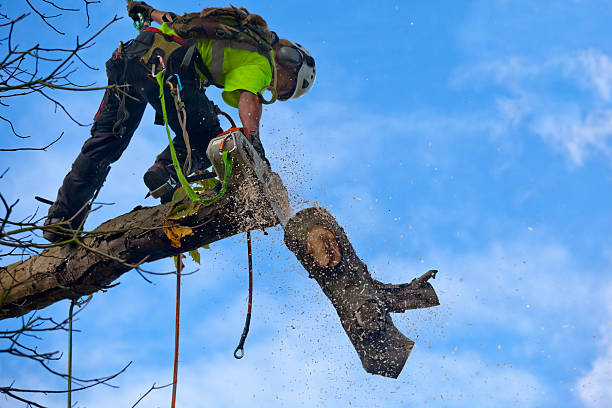 Soil Testing and Treatment in Silver Firs, WA